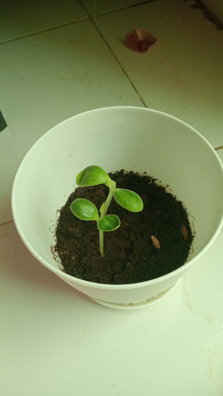 A small seedling growing in a pot, cared for as part of a coaching activity.